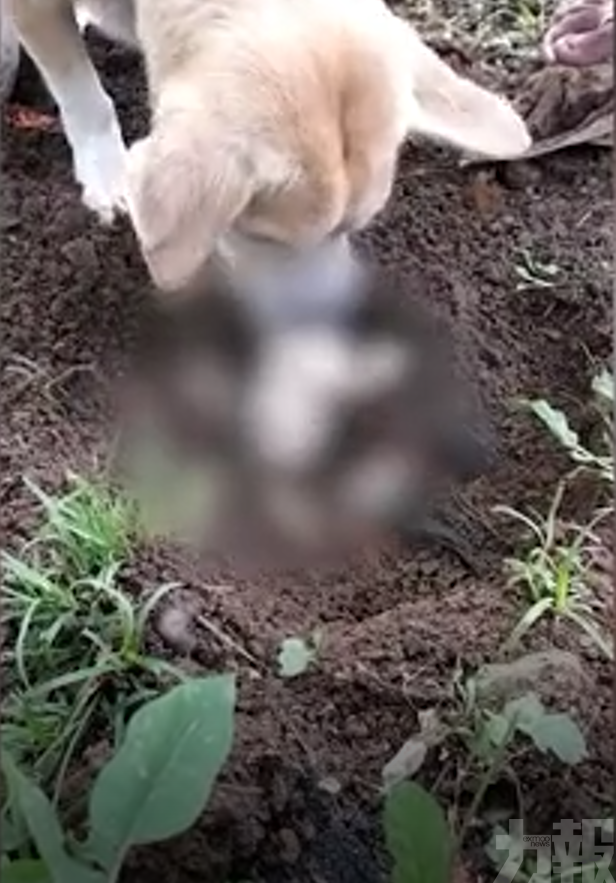 菲母狗挖出幼崽屍體 試圖喚醒孩子