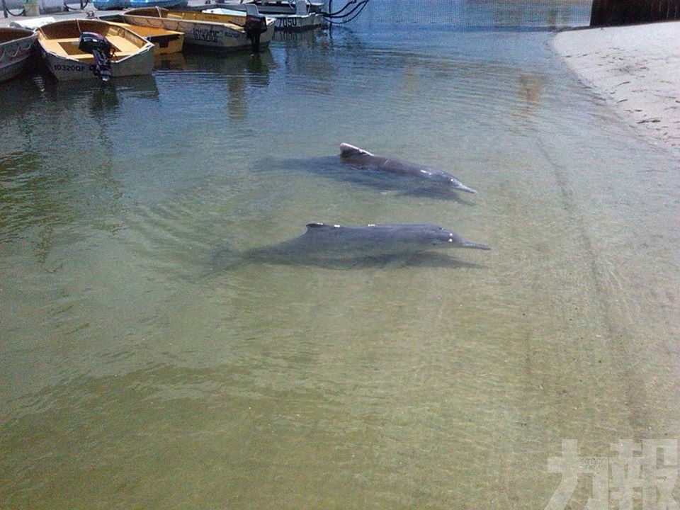 澳洲海豚頻浮水面送「大禮」 原因竟是...