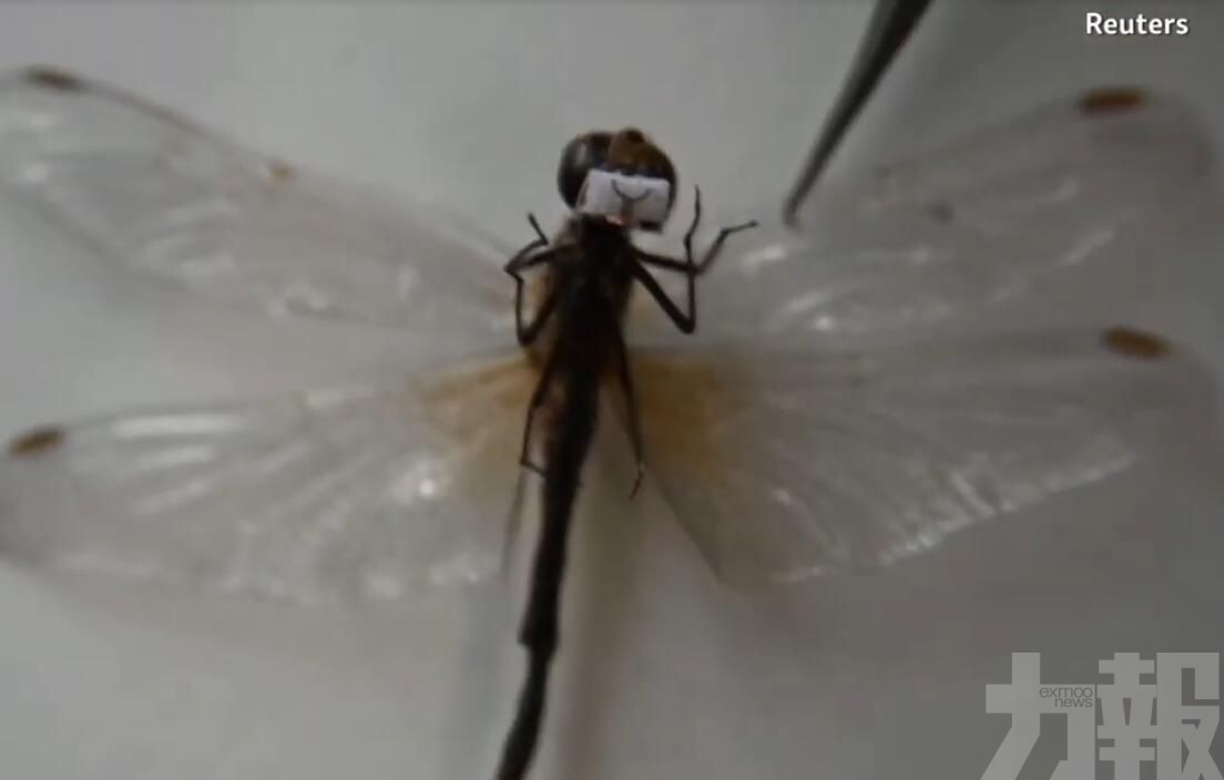 俄藝術家為蚱蜢蜻蜓製口罩 籲大眾保護昆蟲