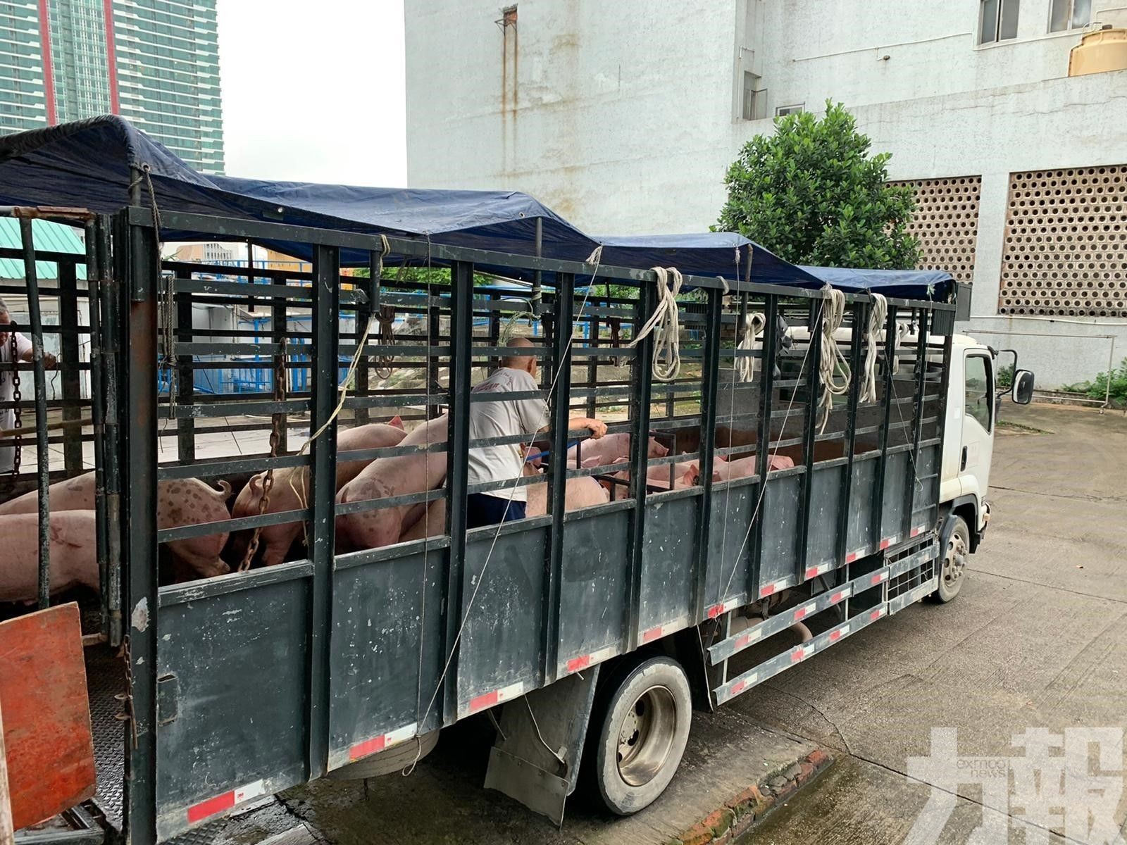 明後兩日供澳活豬減少至170隻