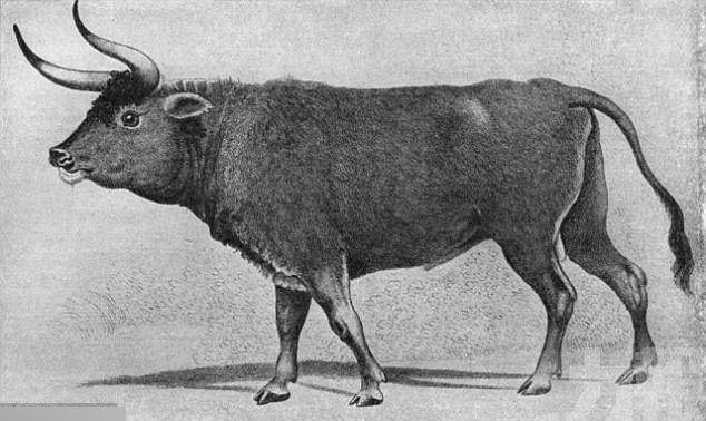 英國男子發現古代野牛犄角