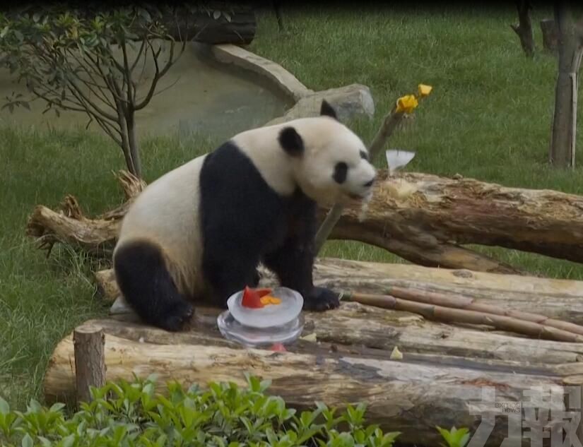 雲南動物園為熊貓特製冰糭