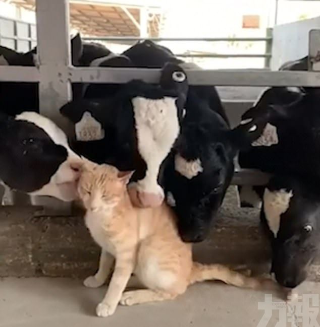 乳牛群為貓咪做全身SPA