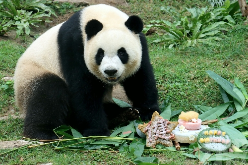 大熊貓「健健」「康康」四歲生日
