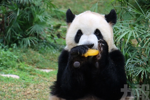 大熊貓「健健」「康康」四歲生日
