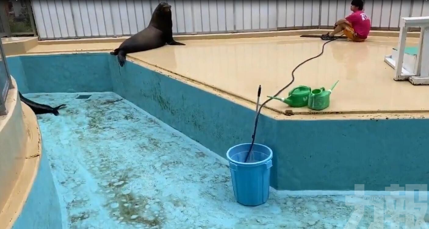海獅幫飼養員清掃水池愈幫愈忙