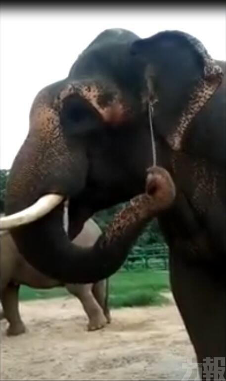 印度大象用樹枝掏耳朵