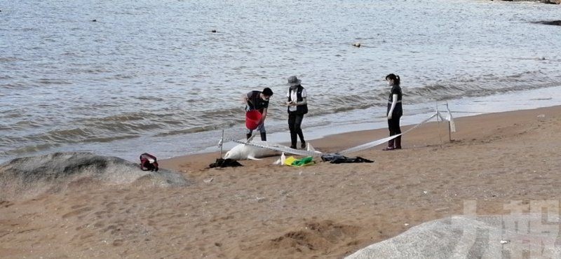 竹灣海灘現海豚屍體