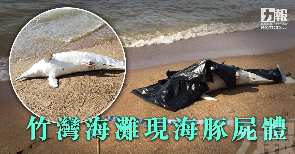 竹灣海灘現海豚屍體