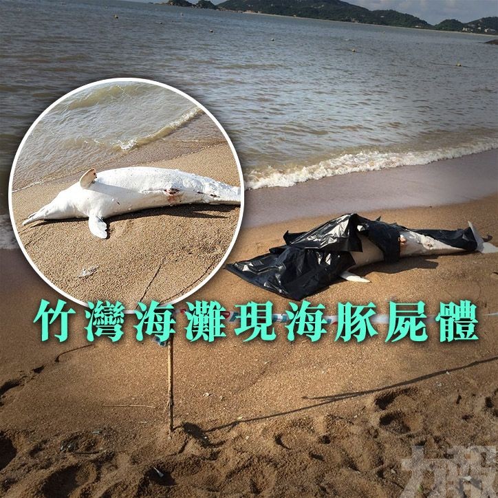 竹灣海灘現海豚屍體