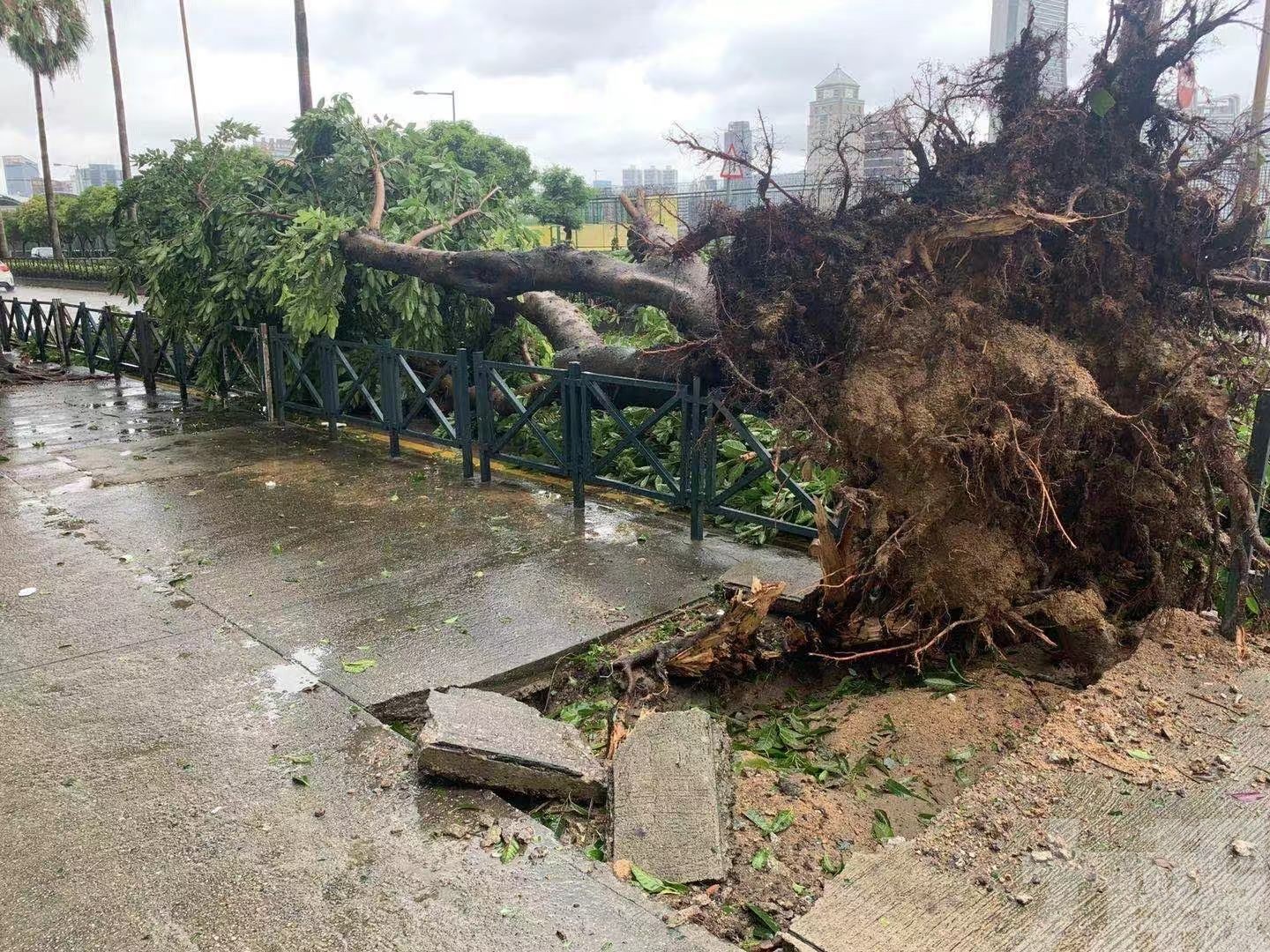 樹木倒塌 車輛被毀 公共設施受損