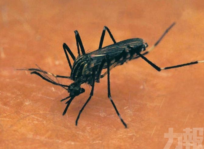 美擬放7.5億隻「基因改造蚊」