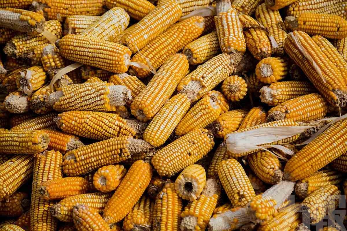 中國簽訂玉米及大豆採購合同