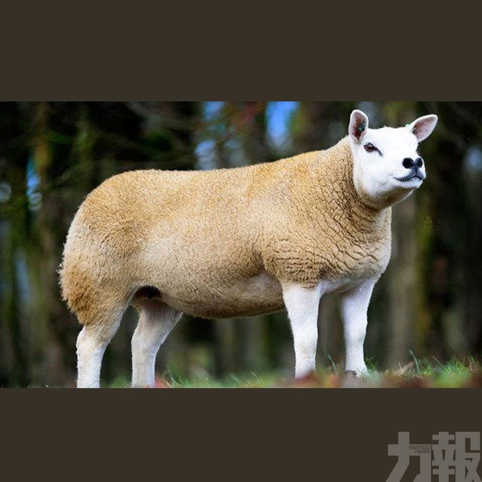 英國一隻羊以逾382萬拍賣成交
