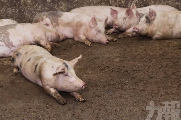 即日起禁進口德國豬肉及其產品