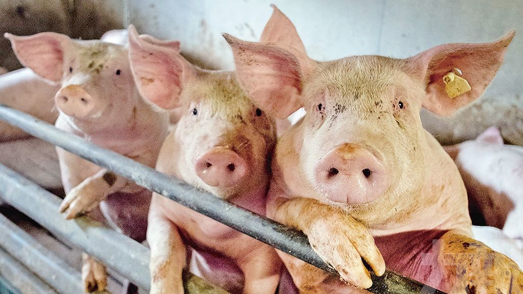 農業部停止進口德國豬肉