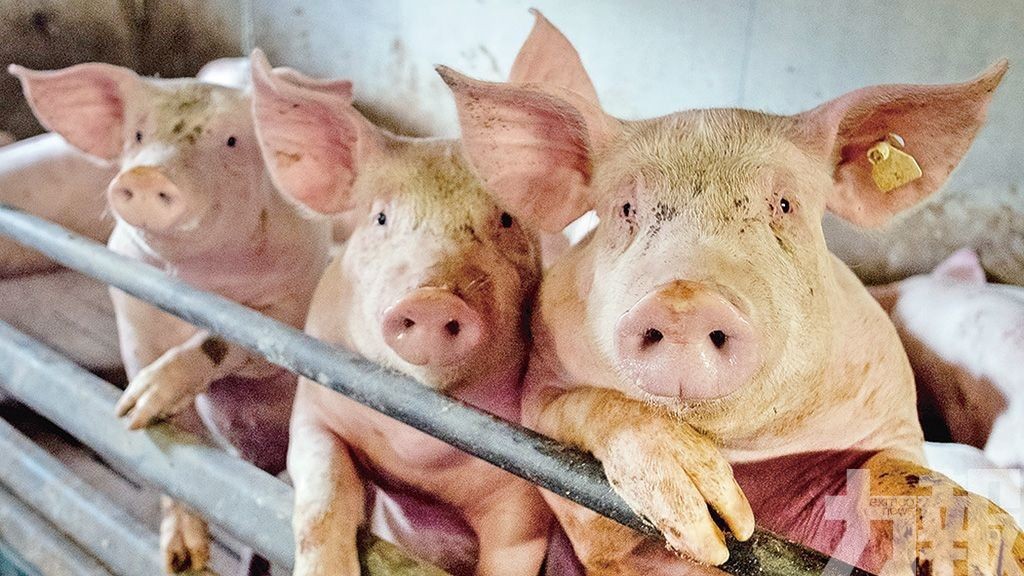 日本暫停進口德國豬肉和生豬