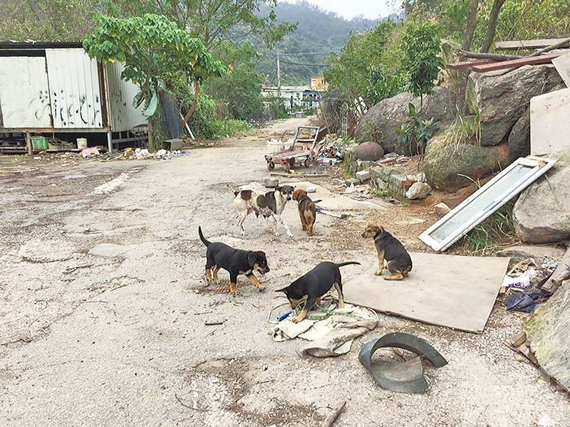 理解市民關心和愛護流浪動物