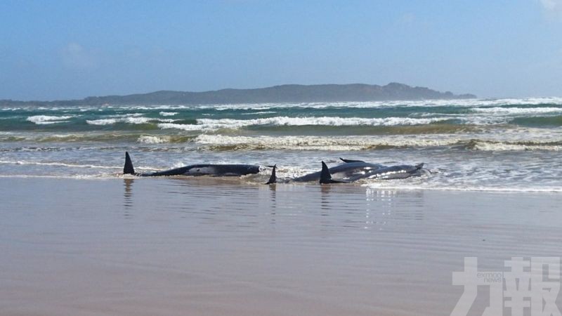 澳洲塔斯馬尼亞270條鯨魚擱淺 至少90死