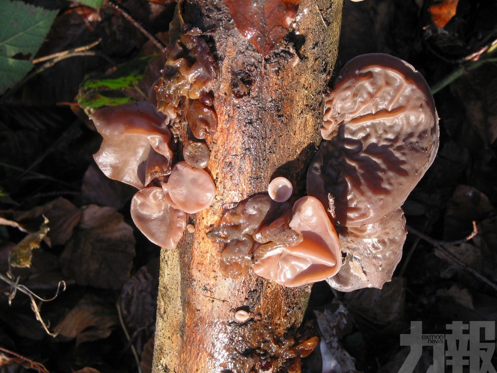 廣東發食品安全二級預警