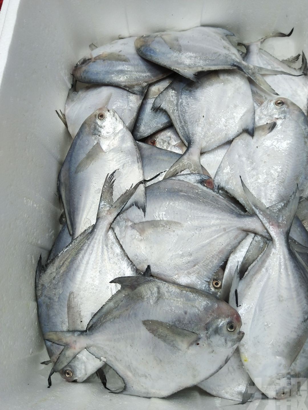 內地進口厄瓜多爾凍鯧魚驗出新冠肺炎