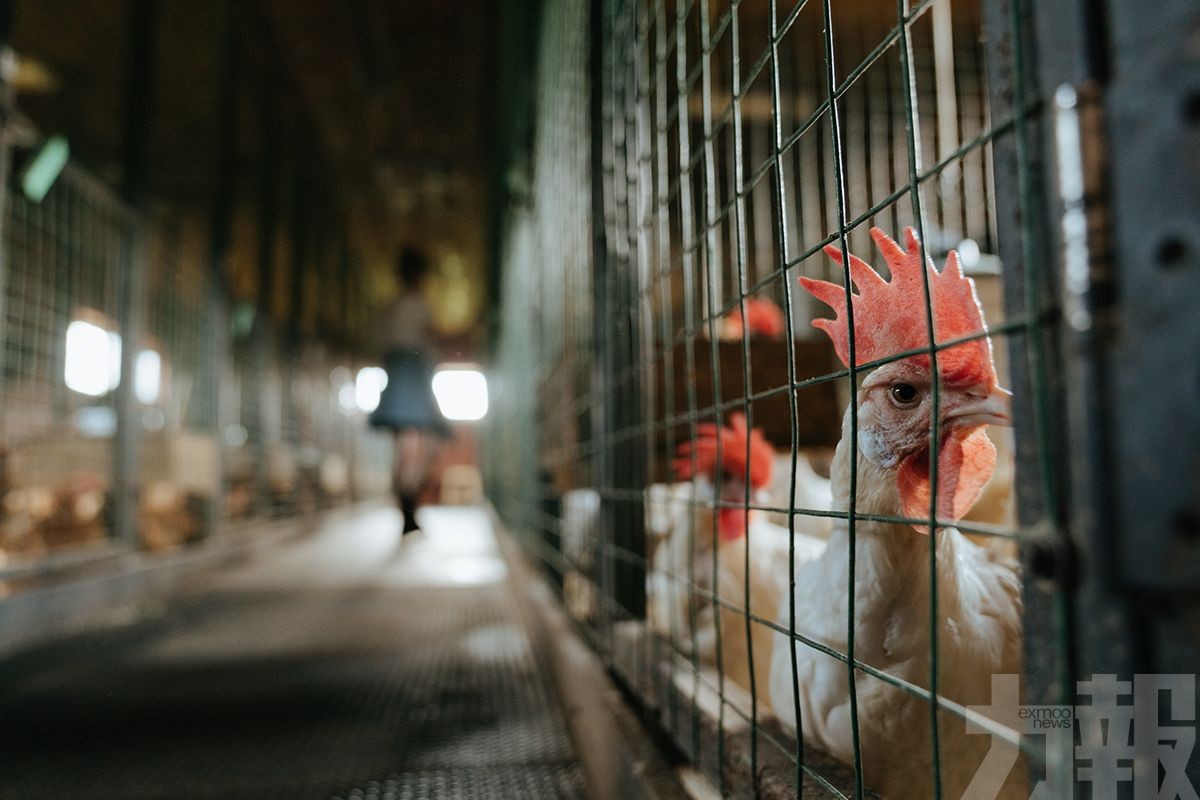 香港暫停相關地區進口禽類產品