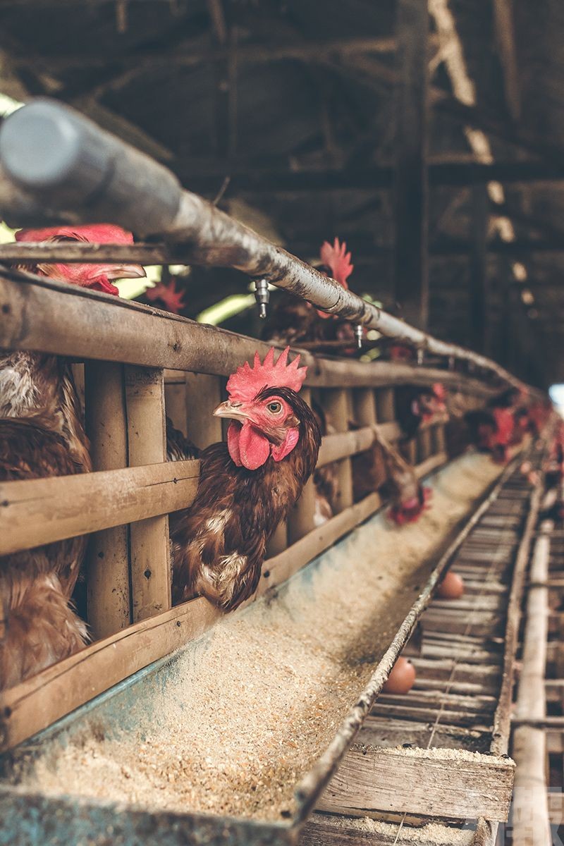 香港已暫停該地進口禽類產品