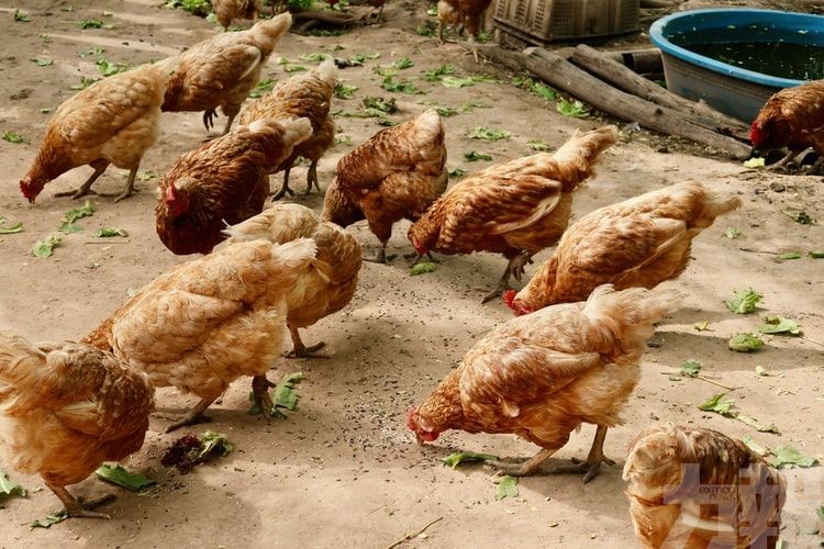 兵庫縣養雞場將撲殺14萬隻雞