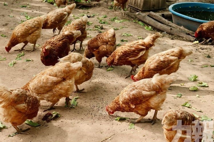 韓國全羅北道爆發H5N8禽流感