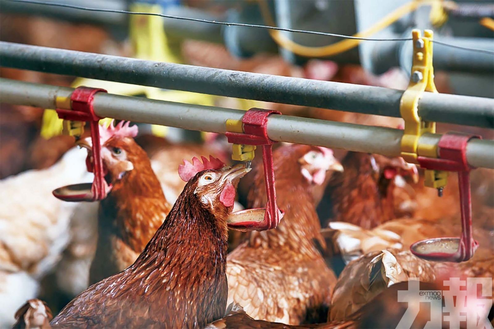 日本禽流感疫情擴大到6個縣