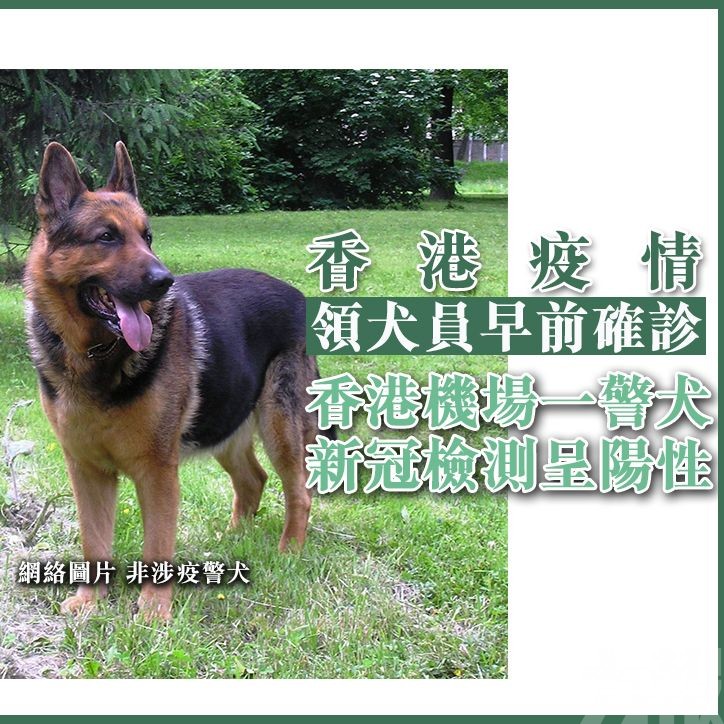 香港機場一警犬新冠檢測呈陽性