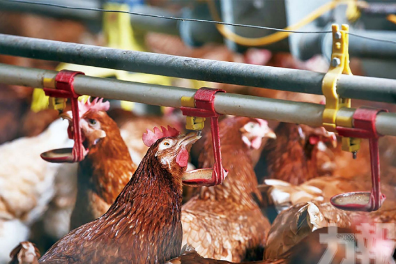 市政署暫緩禽肉及禽類產品進口