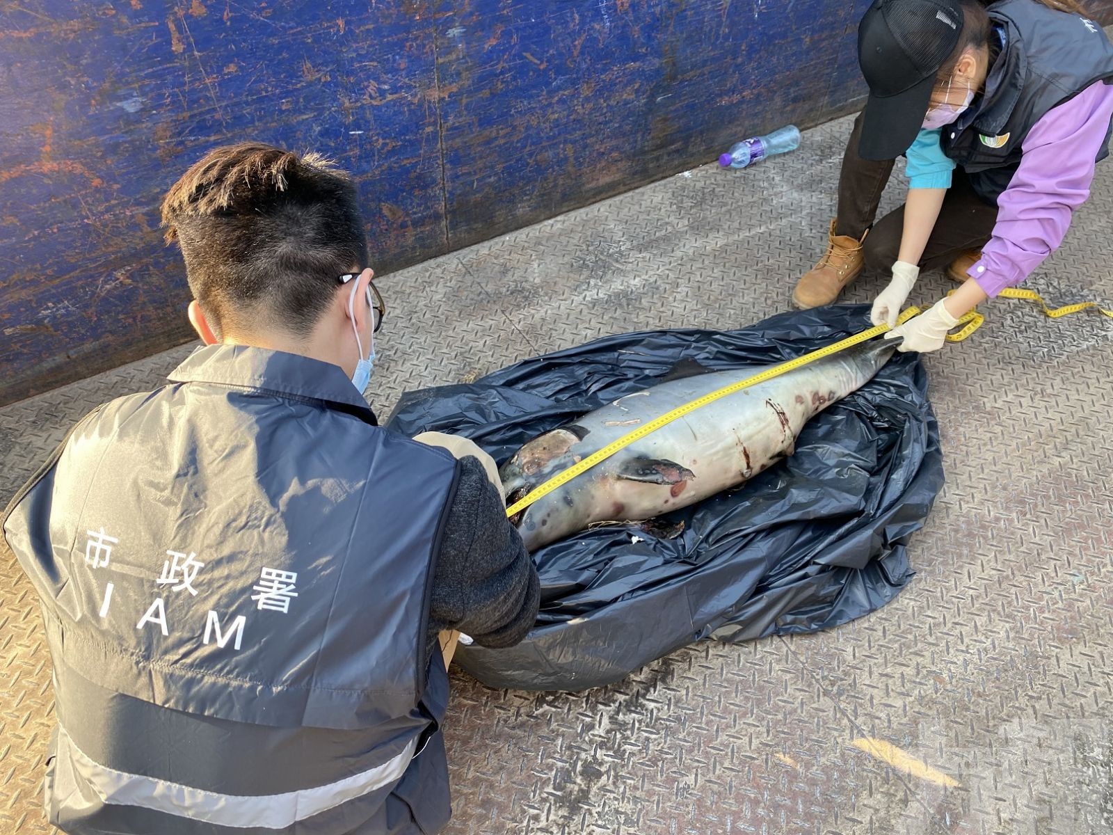 澳門機場跑道附近發現中華白海豚屍體