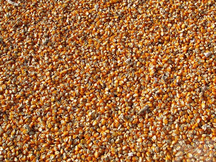 中國採購136萬噸美國玉米