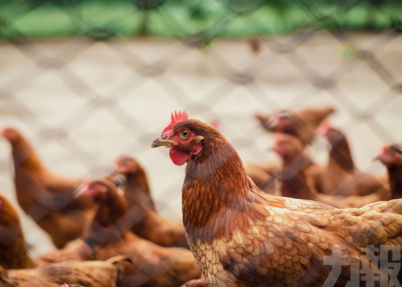 【日本禽流感】茨城縣養雞場將撲殺84萬隻雞