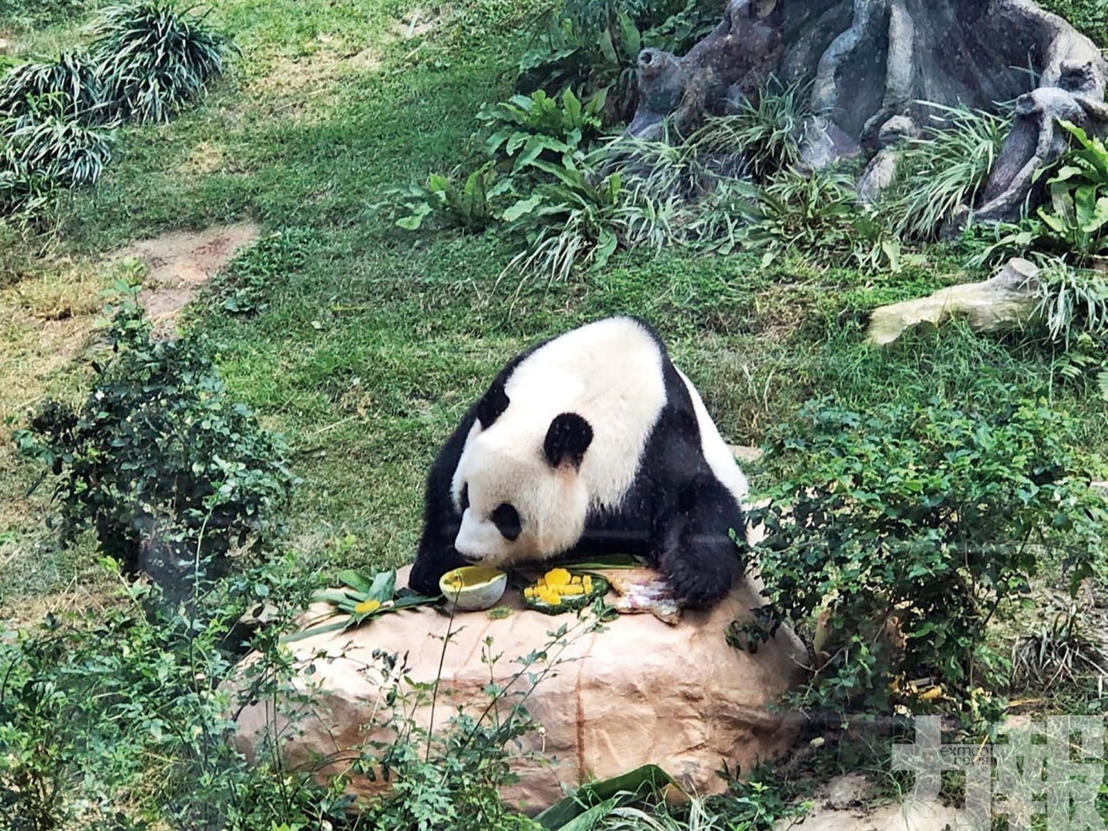 大熊貓館初一至初十免費開放
