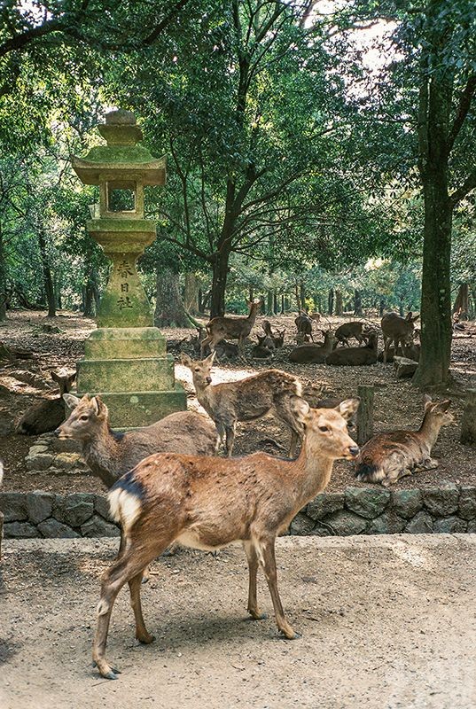 奈良鹿捱餓食膠袋中毒