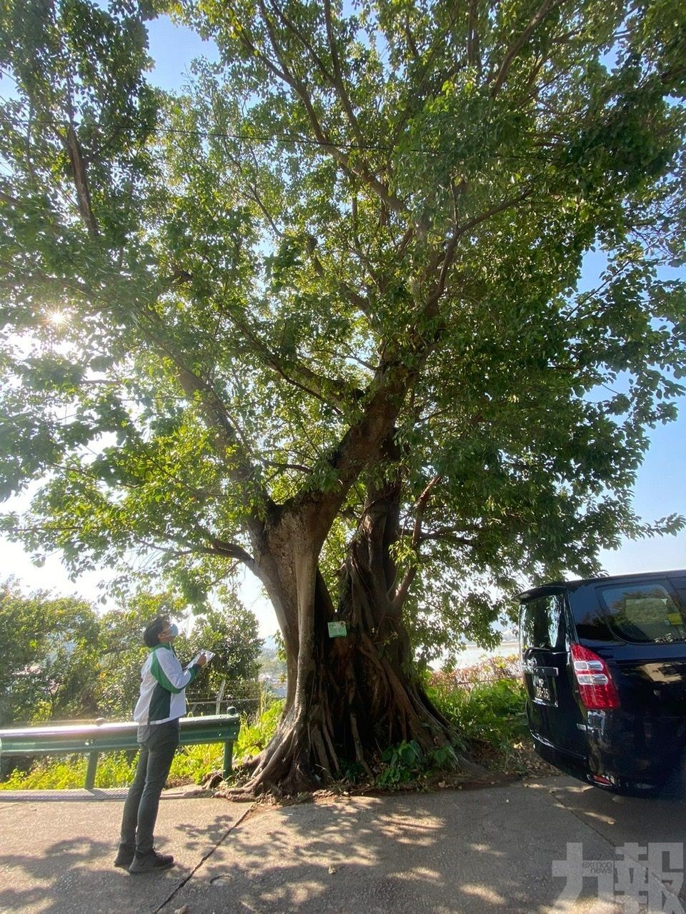 跨部門協作保育珍貴古樹