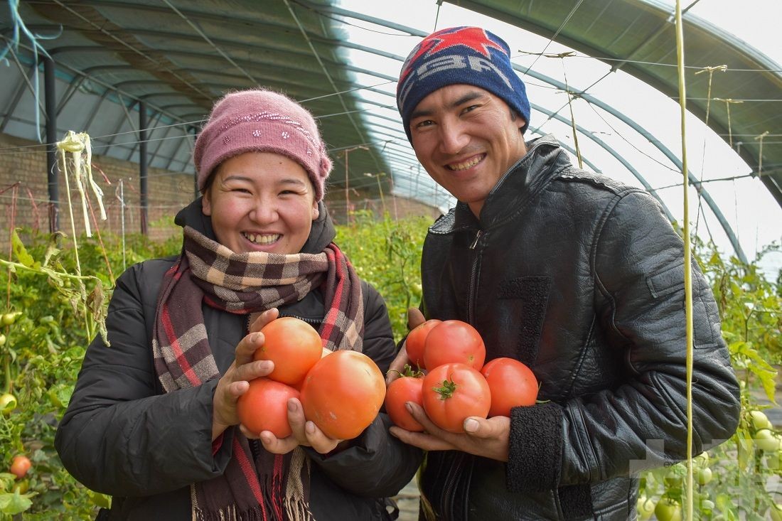 新疆蕃茄1月已遭美禁止進口