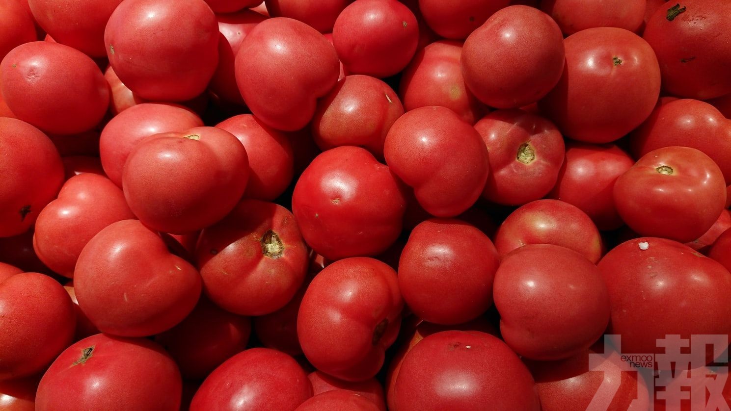 日本Kagome停用新疆番茄
