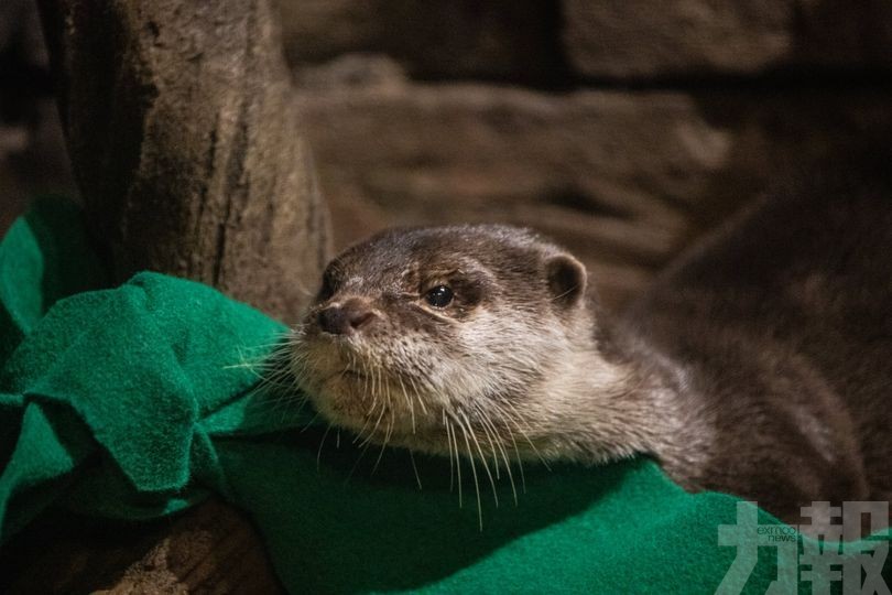 喬治亞州水族館多隻水獺確診新冠