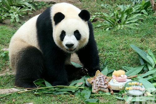 推動保育 大熊貓館將免費開放