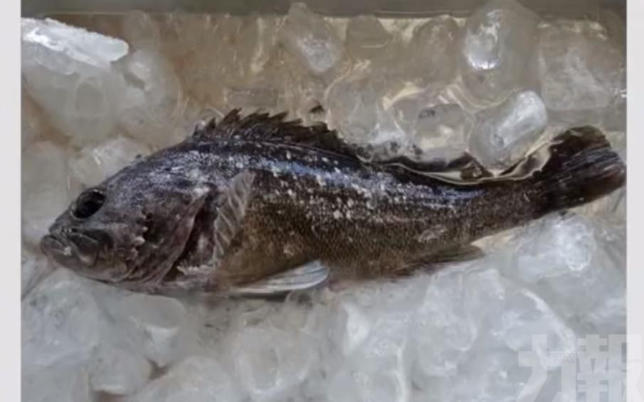 日本禁止福島黑鮋魚上市