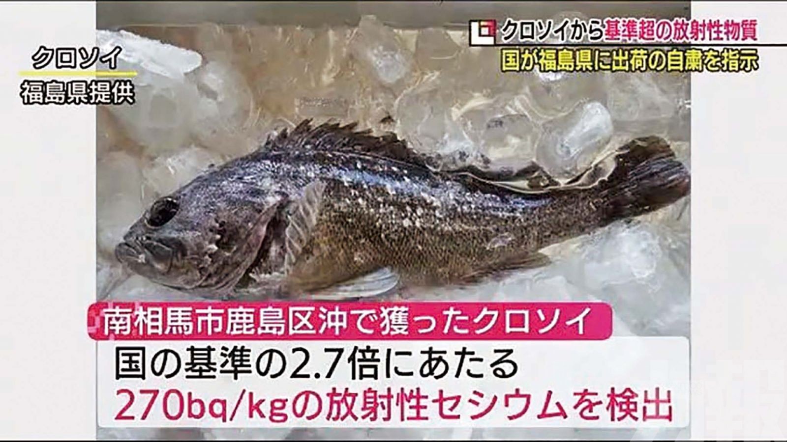 福島黑鮋魚被禁止上市