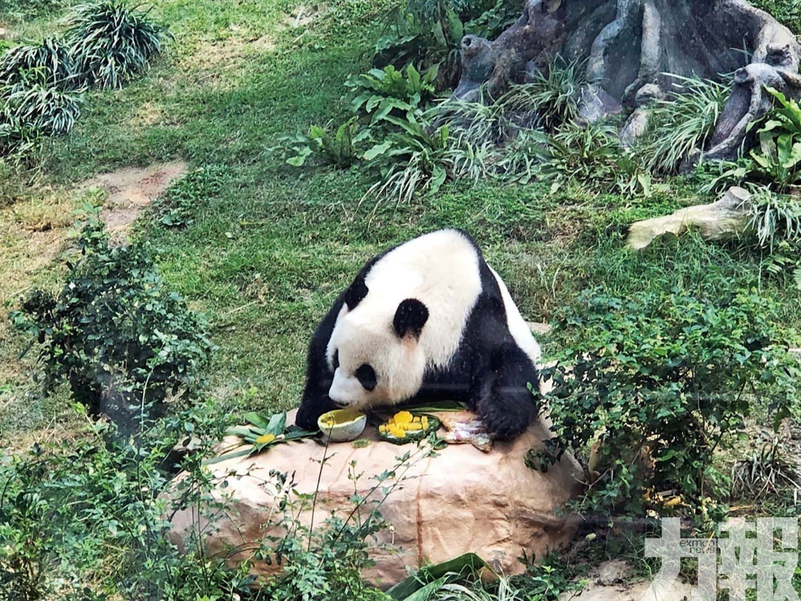 職責分別轉至澳基會及市政署