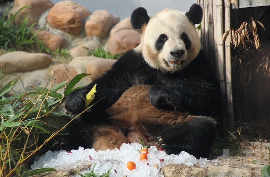 大熊貓館 5 月起免費對外開放