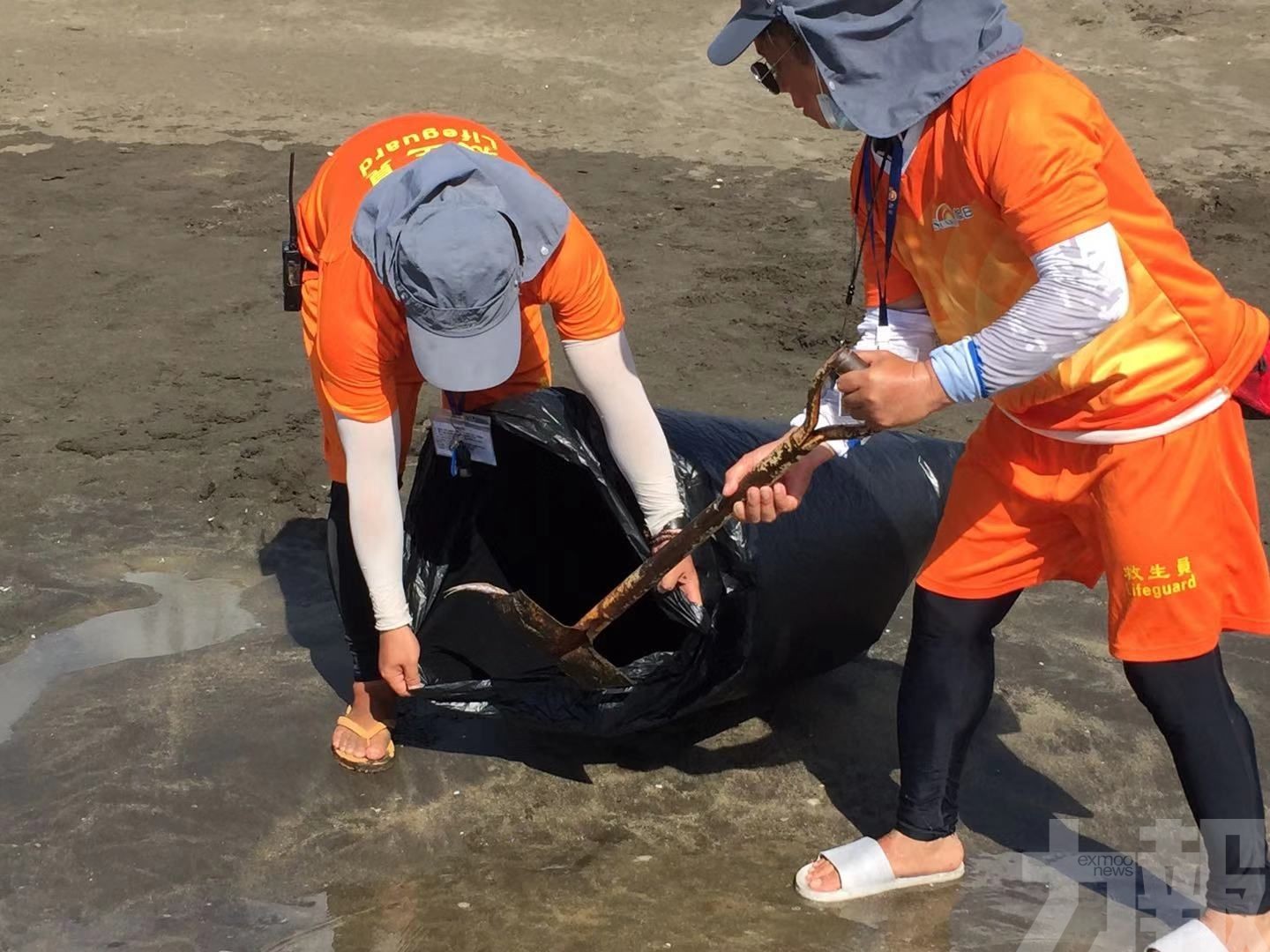 海事局加強清理兩海灘死魚
