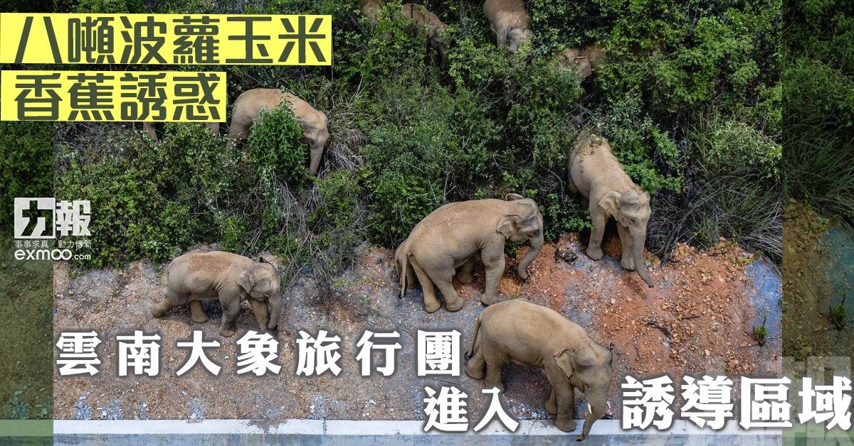 雲南大象旅行團進入誘導區域