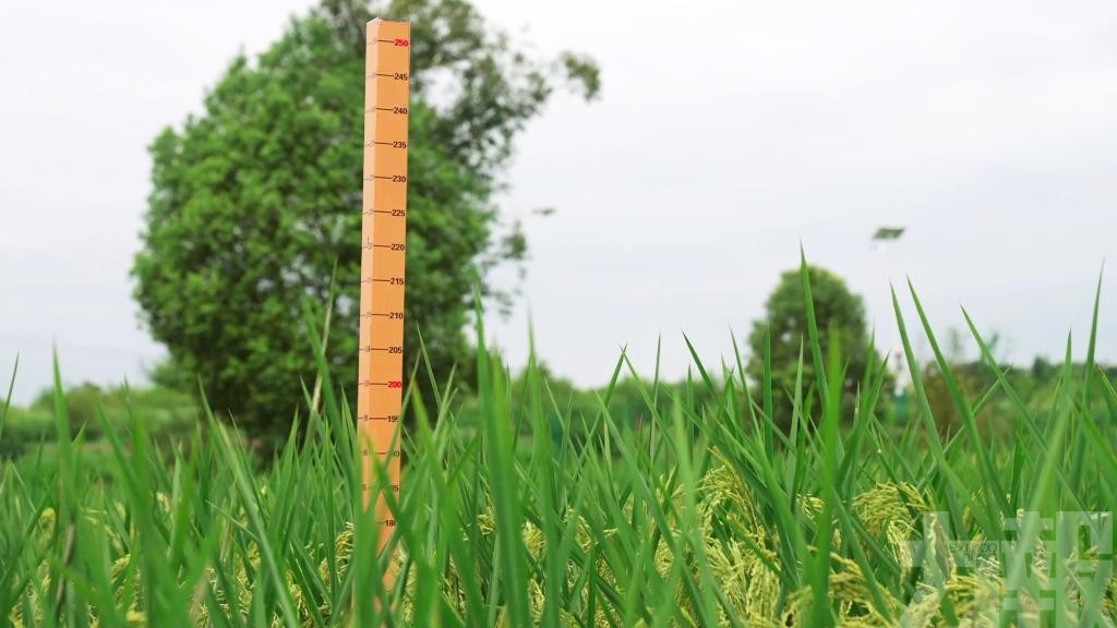 重慶大足2米高巨型稻試種成功