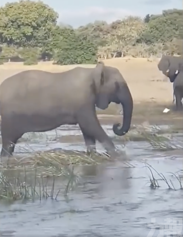 贊比亞母象巨足踩死鱷魚